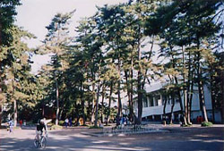写真：敷島公園