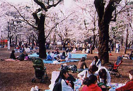 写真：大宮公園