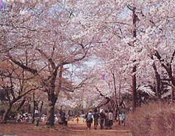 写真：清水公園