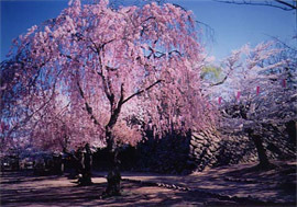 写真：懐古園