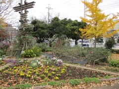 写真:久喜花ボランティア花の輪会(吉羽児童公園)