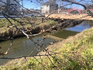 鷲宮神社付近の写真
