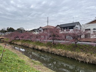 鷲宮神社付近の写真1