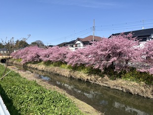 鷲宮神社付近の写真1
