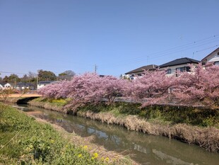 鷲宮神社付近の写真1