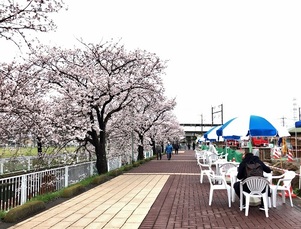 写真:桜並木