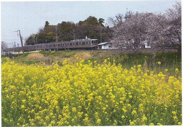 鷲宮駅西側の青毛堀川沿いに咲く桜と菜の花の写真
