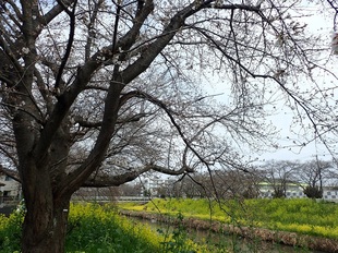 青毛堀川の写真1