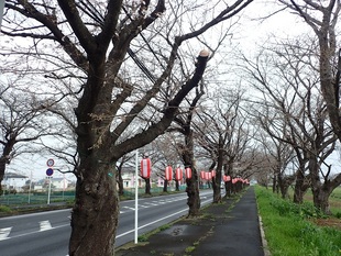 清久さくら通りの写真1