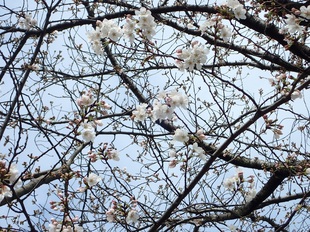 吉羽公園の写真2