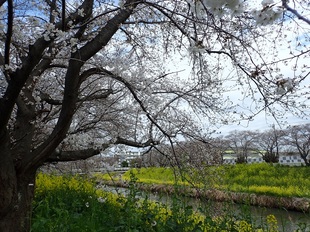 青毛堀川の写真1