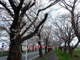 清くさくら通りの写真1