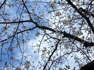 吉羽公園の写真2