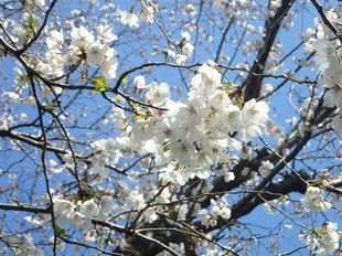 青毛堀川の写真2