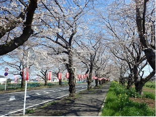 清久さくら通りの写真1