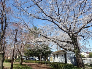 吉羽公園の写真1