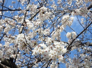 吉羽公園の写真2