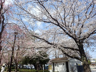 吉羽公園の写真1