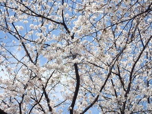 吉羽公園の写真2