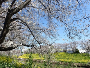 青毛堀川の写真1