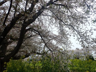 青毛堀川の写真1