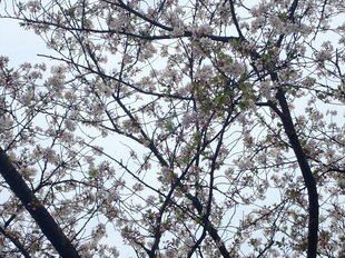 吉羽公園の写真2