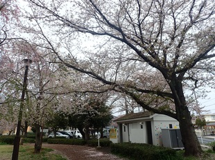 吉羽公園の写真1
