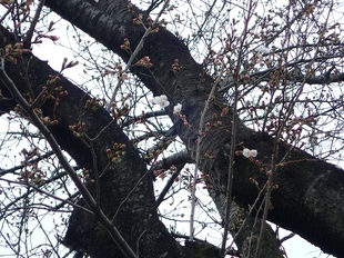 しらさぎ公園の写真2