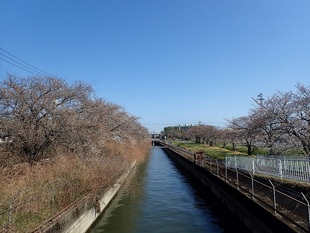 見沼代用水沿いの写真1