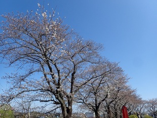 しらさぎ公園の写真1