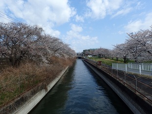 見沼代用水沿いの写真1