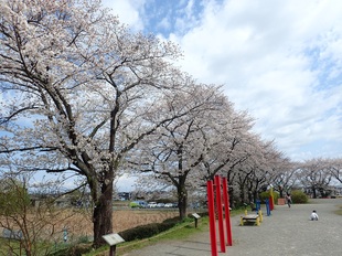 しらさぎ公園の写真1