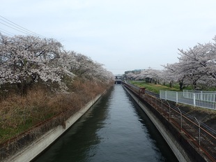 見沼代用水沿いの写真1