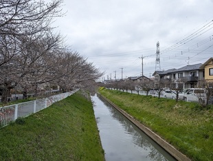 大排水路の写真1
