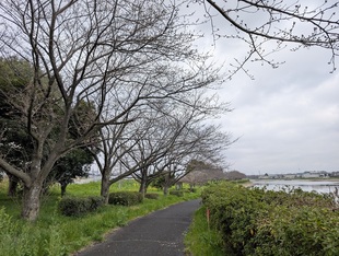 権現堂川沿いの写真1