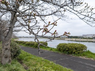 権現堂川沿いの写真2