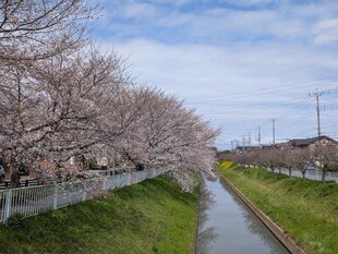 大排水路の写真1