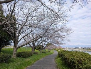 権現堂川沿いの写真1