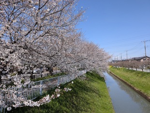 大排水路の写真1