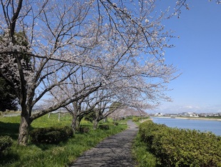 権現堂川沿いの写真1