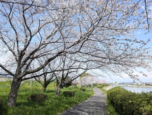 権現堂川沿いの写真1