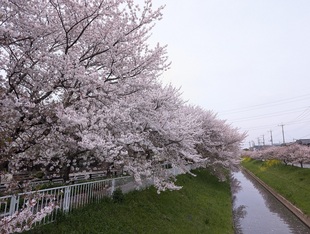 大排水路の写真1