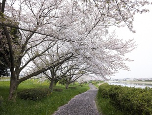 権現堂川沿いの写真1
