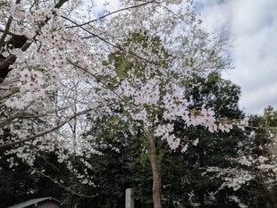 鷲宮神社の桜の写真2