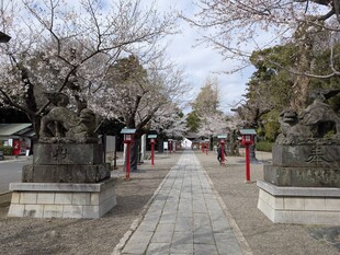 鷲宮神社の桜の写真1