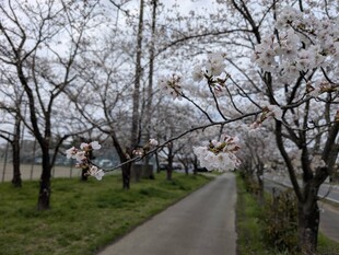 鷲宮運動公園付近の桜の写真2