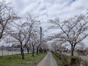 鷲宮運動公園付近の桜の写真1