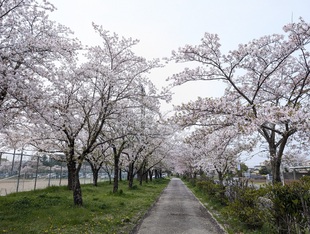鷲宮運動公園付近の写真1