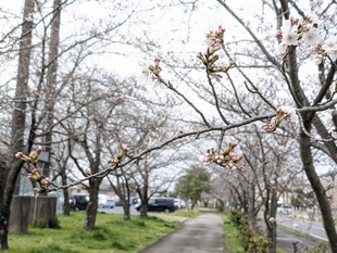 鷲宮運動公園付近の写真2