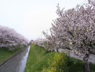 大排水路沿いの写真1
